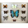 EXCEPTIONAL COLLECTION OF BUTTERFLIES