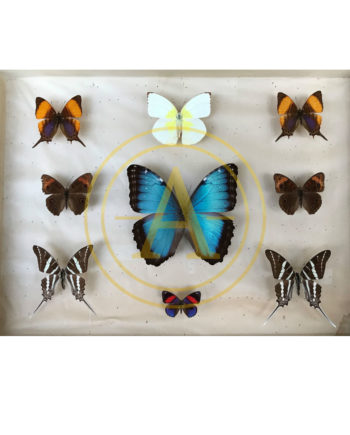EXCEPTIONAL COLLECTION OF BUTTERFLIES