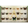 EXCEPTIONAL COLLECTION OF BUTTERFLIES